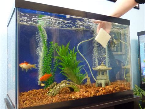 How to Care for Fish & Aquariums .